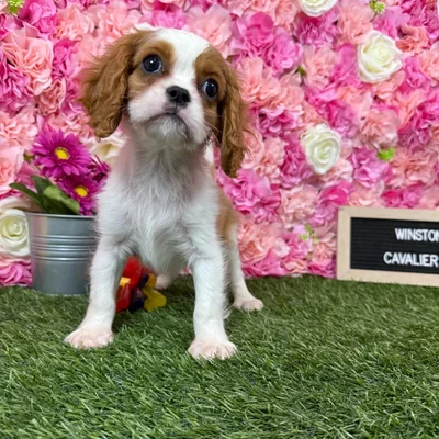 Male Cavalier King Charles Spaniel puppy named Winston for sale at Pet Express Braintree.