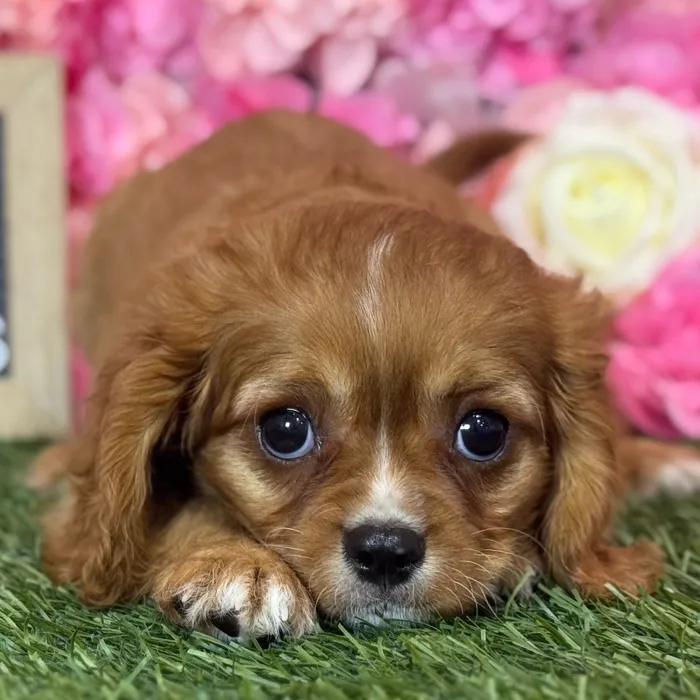 Female Cavapoo 2Nd Gen puppy named Rosalind for sale at Pet Express Saugus.