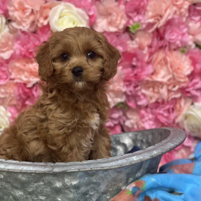 Male Cavapoo Puppy for Sale in Saugus, MA