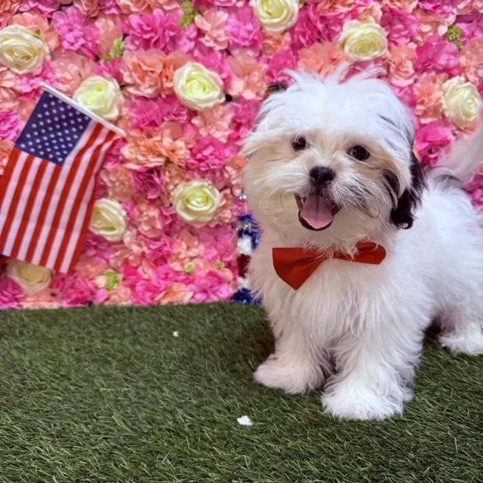 Male Malshi Puppy for Sale in Saugus, MA