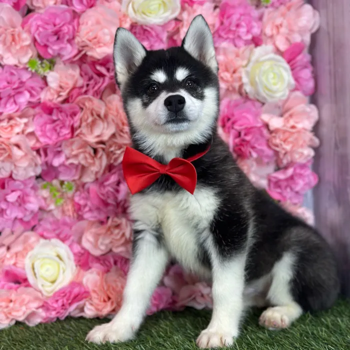 Male Alaskan Klee Kai puppy named Jay for sale at Pet Express Saugus.