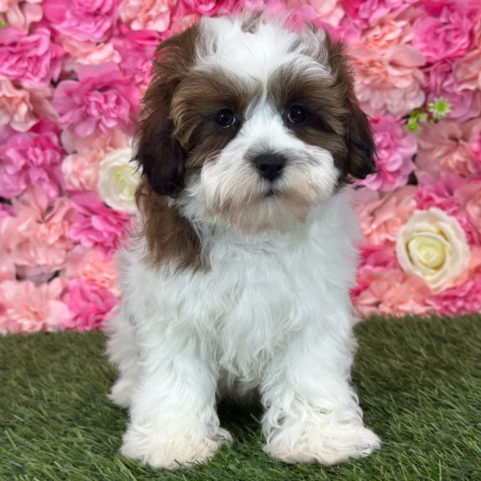 Female Shih-Poo puppy named Osa for sale at Pet Express Saugus.