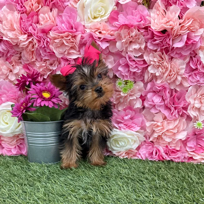 Female Yorkshire Terrier Puppy for Sale in Braintree, MA