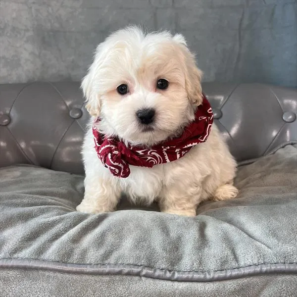 Male Shih-Poo puppy named Butters for sale at Pet Express Saugus.