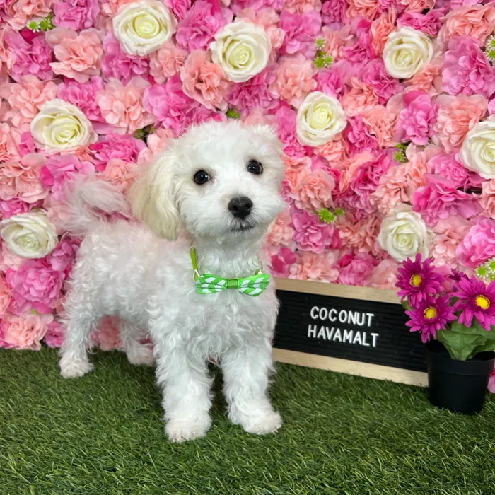 Male Havamalt puppy named Coconut for sale at Pet Express Braintree.