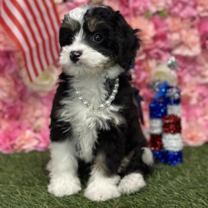 Female Mini Bernedoodle 2nd Gen Puppy for Sale in Saugus, MA