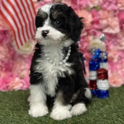 Female Mini Bernedoodle 2nd Gen Puppy for Sale in Saugus, MA