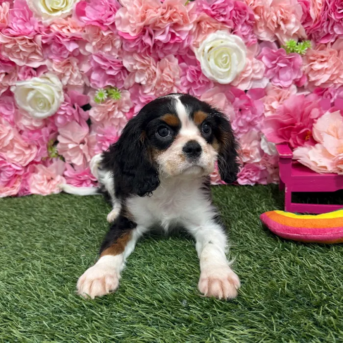 Female Cavalier King Charles Spaniel Puppy for Sale in Braintree, MA