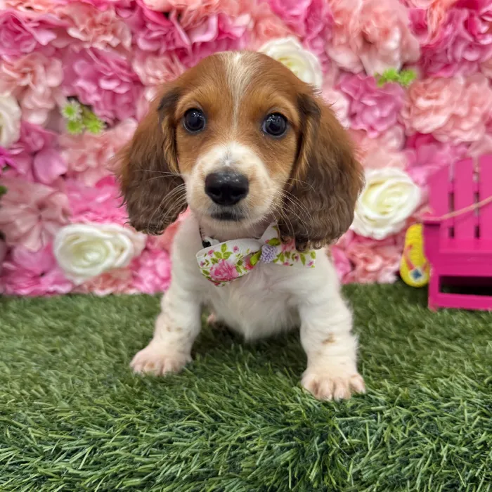 Male Dachshund Puppy for Sale in Braintree, MA