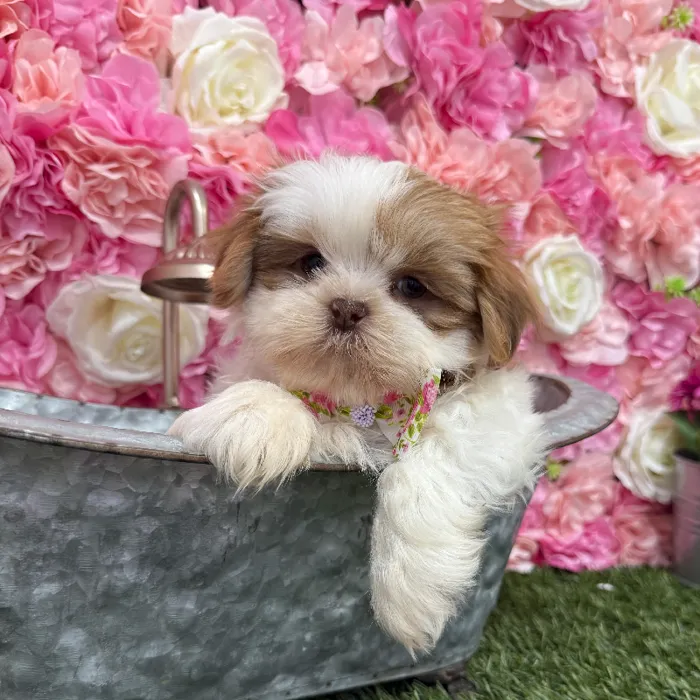 Male Shih Tzu Puppy for Sale in Braintree, MA