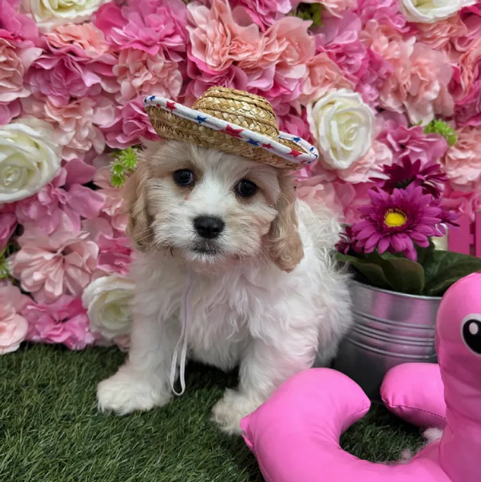 Male Cavachon Puppy for Sale in Braintree, MA