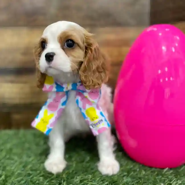 Female Cavalier King Charles Spaniel Puppy for Sale in Braintree, MA