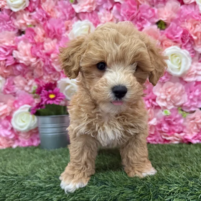 Female Malti-Poo Puppy for Sale in Braintree, MA