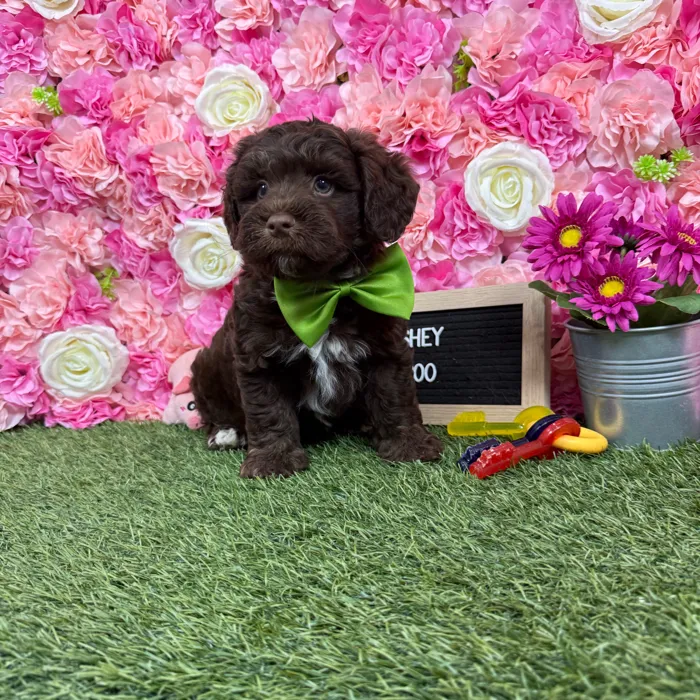 Male Havapoo puppy named Hershey for sale at Pet Express Braintree.