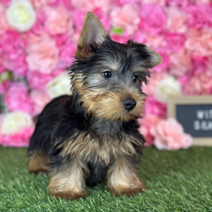 Male Silky Terrier puppy named Witwicky for sale at Pet Express Saugus.