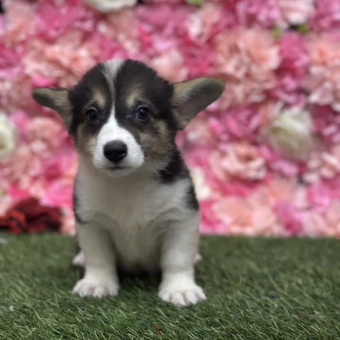 Female Pembroke Welsh Corgi Puppy for Sale in Saugus, MA