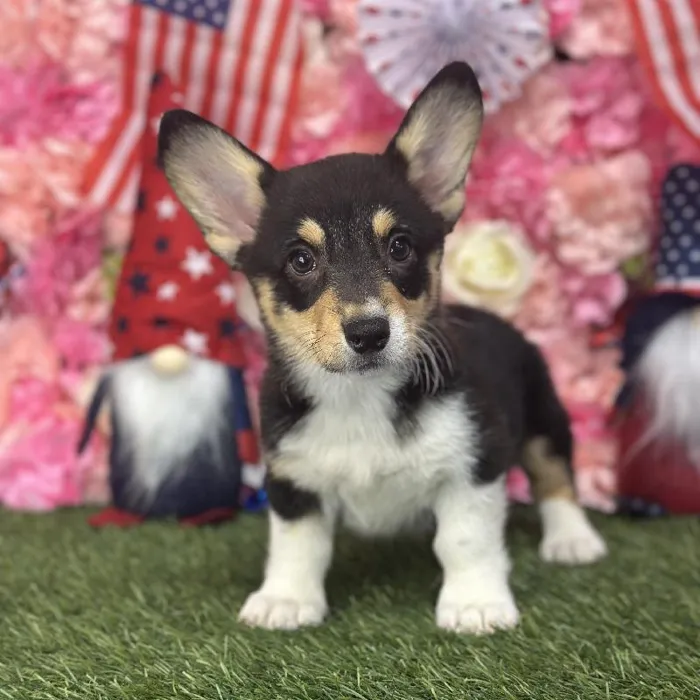 Female Pembroke Welsh Corgi Puppy for Sale in Saugus, MA