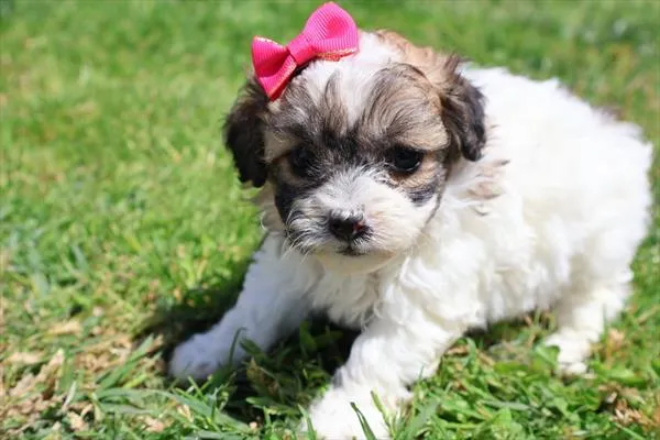 Female Malti-Poo 2Nd Gen puppy named Bia for sale at Pet Express Braintree.