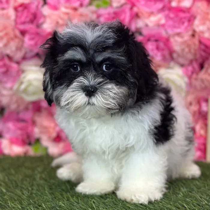Male Lhatese puppy named Ritchie for sale at Pet Express Saugus.