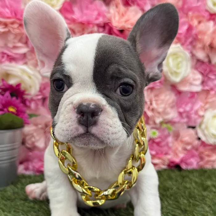 Male French Bulldog Puppy for Sale in Braintree, MA