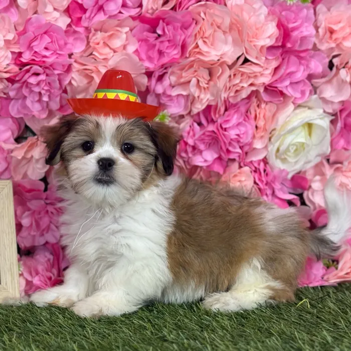 Male Malshi puppy named Smitty for sale at Pet Express Saugus.