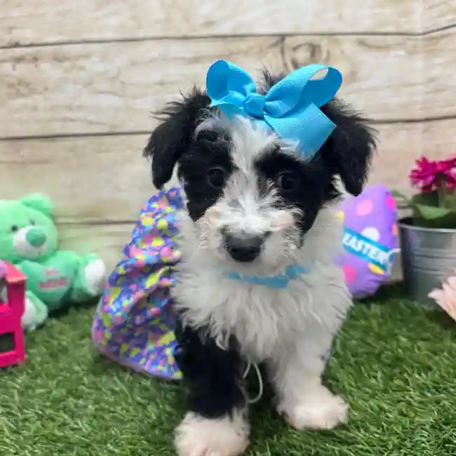 Female Aussiechon Puppy for Sale in Braintree, MA