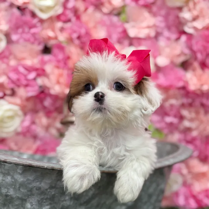 Female Lhasa Apso Puppy for Sale in Braintree, MA