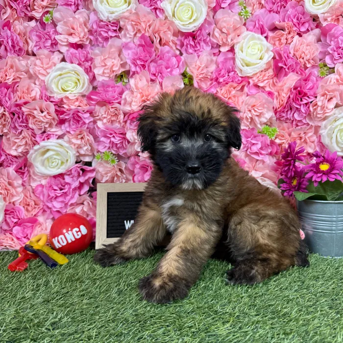 Female Soft Coated Wheaten Terrier puppy named Triscuit for sale at Pet Express Braintree.