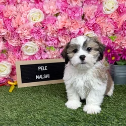 Male Malshi puppy named Pele for sale at Pet Express Braintree.