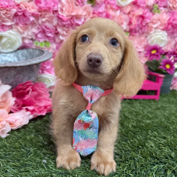 Male Dachshund Puppy for Sale in Braintree, MA