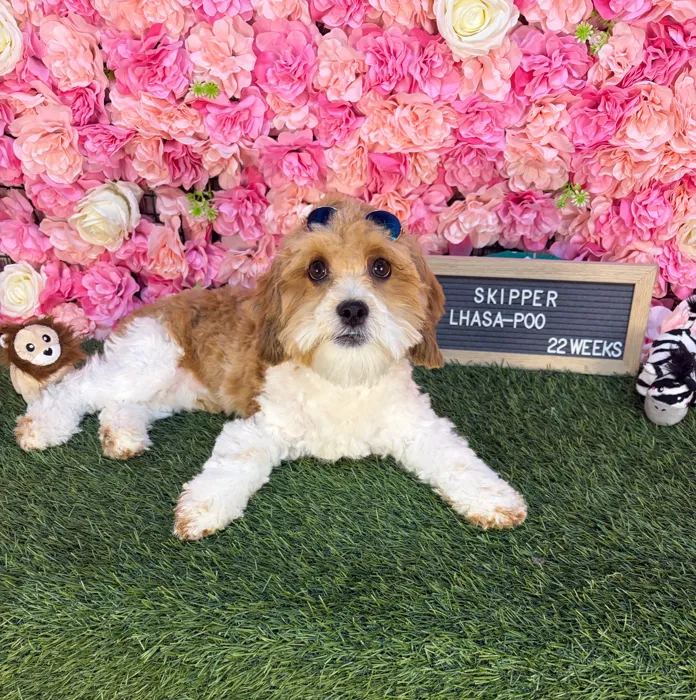 Male Lhasa-Poo puppy named Skipper for sale at Pet Express Saugus.