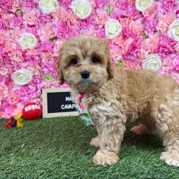 Male Cavapoo puppy named Marty for sale at Pet Express Braintree.
