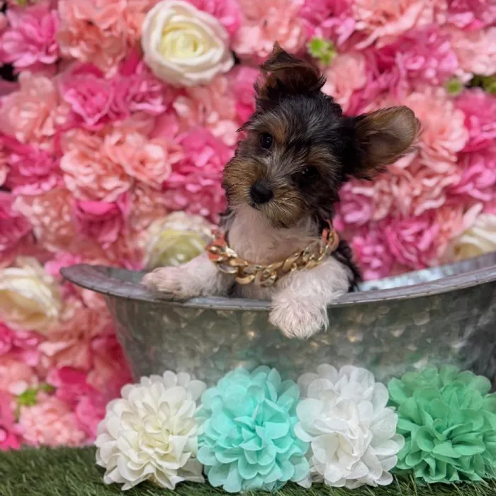 Male Yorkshire Terrier Puppy for Sale in Saugus, MA