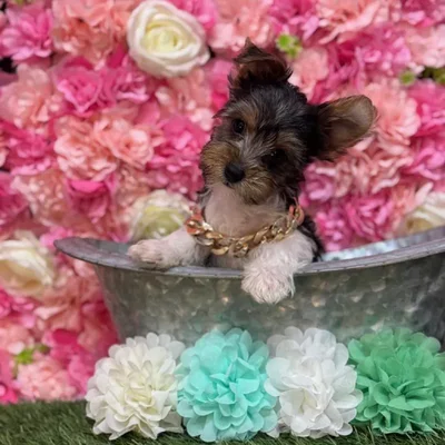 Male Yorkshire Terrier Puppy for Sale in Saugus, MA