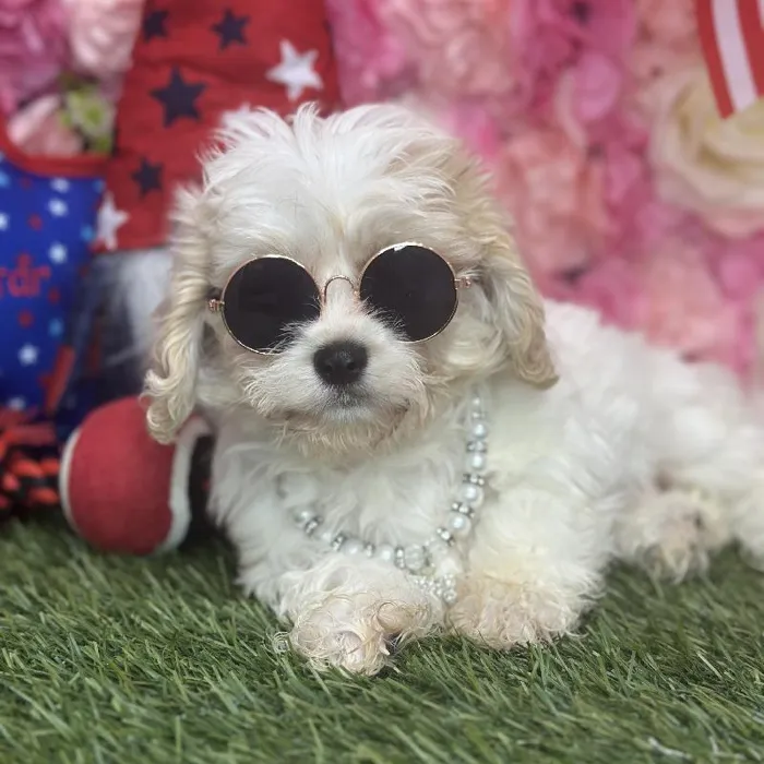 Female Cavachon Puppy for Sale in Saugus, MA