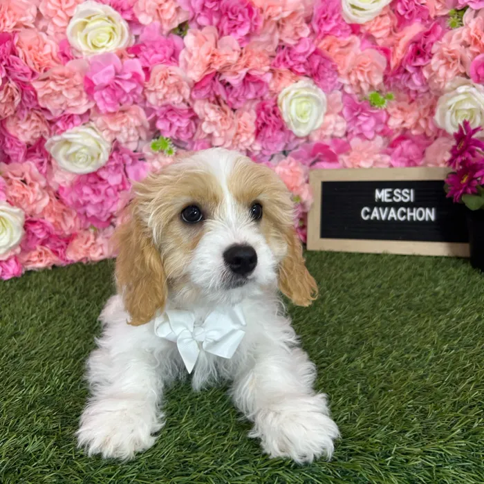 Male Cavachon puppy named Messi for sale at Pet Express Braintree.