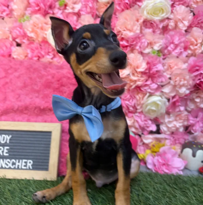Male Miniature Pinscher puppy named Brody for sale at Pet Express Saugus.
