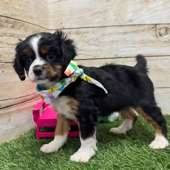 Male Aussalier Puppy for Sale in Braintree, MA