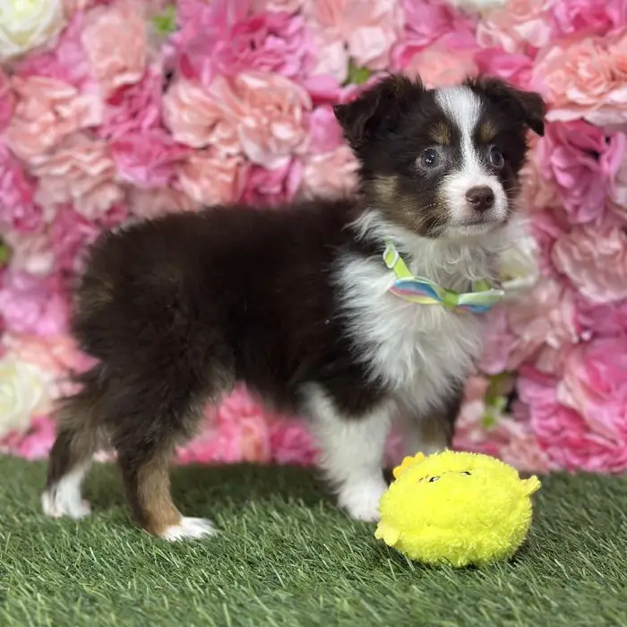 Male Toy Australian Shepherd Puppy for Sale in Saugus, MA