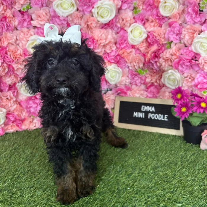Female Poodle (Mini) puppy named Emma for sale at Pet Express Braintree.