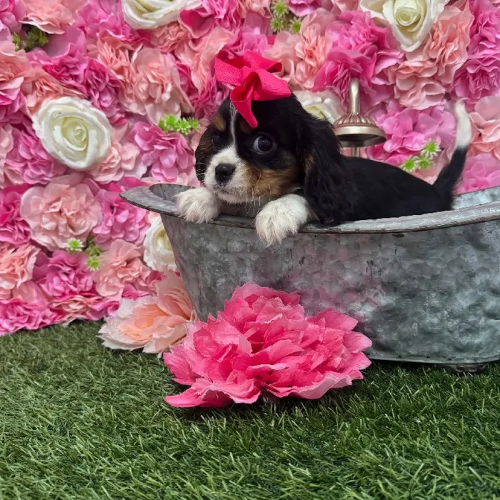 Female Cavalier King Charles Spaniel Puppy for Sale in Braintree, MA