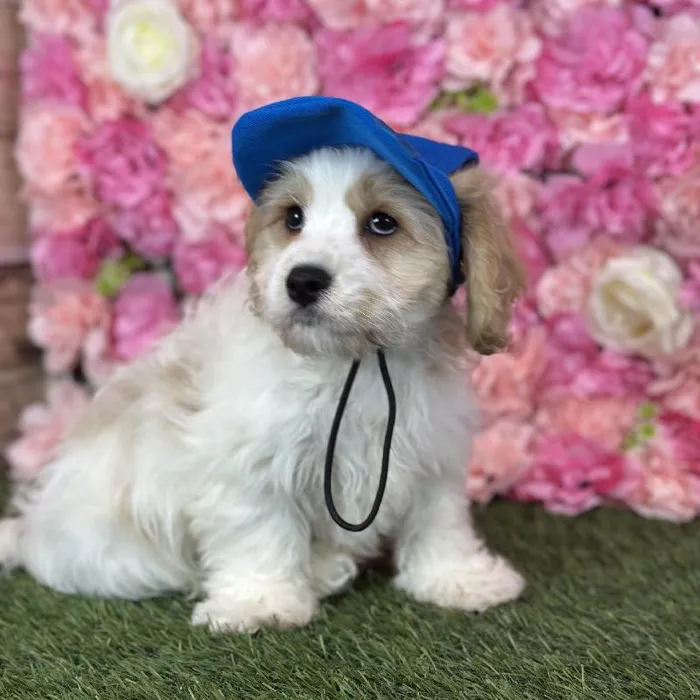 Male Cavachon puppy named Sailor for sale at Pet Express Saugus.