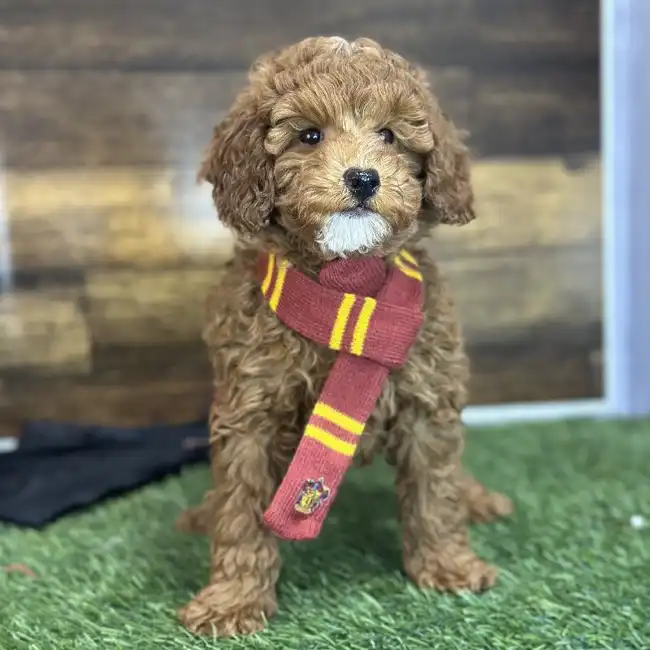 Male Poodle Moyen (Medium) Puppy for Sale in Saugus, MA