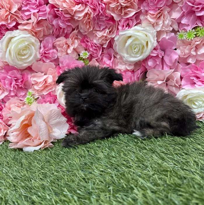 Female Shiranian Puppy for Sale in Braintree, MA
