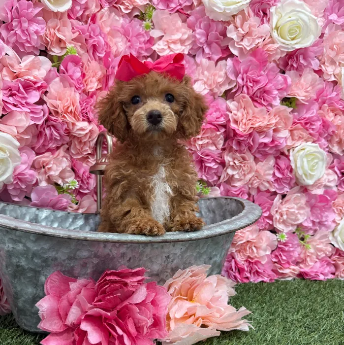 Female Poodle Toy Puppy for Sale in Braintree, MA
