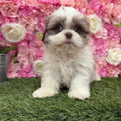 Male Shih Tzu Puppy for Sale in Braintree, MA