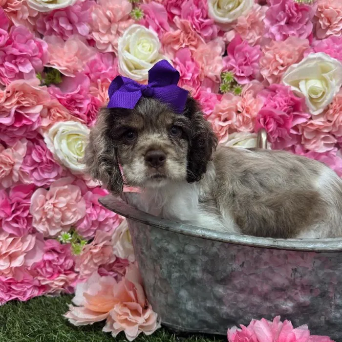 Female Cocker Spaniel Puppy for Sale in Braintree, MA