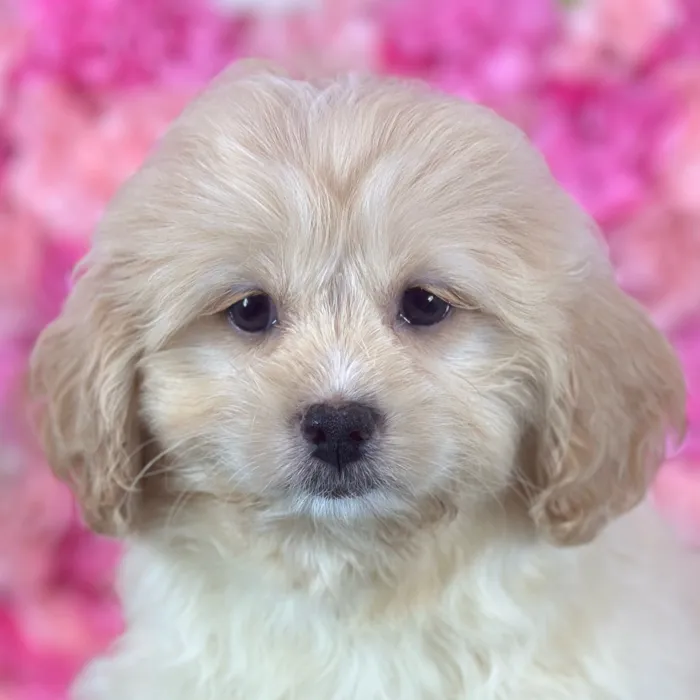 Female Peke A Poo puppy named Reba for sale at Pet Express Saugus.