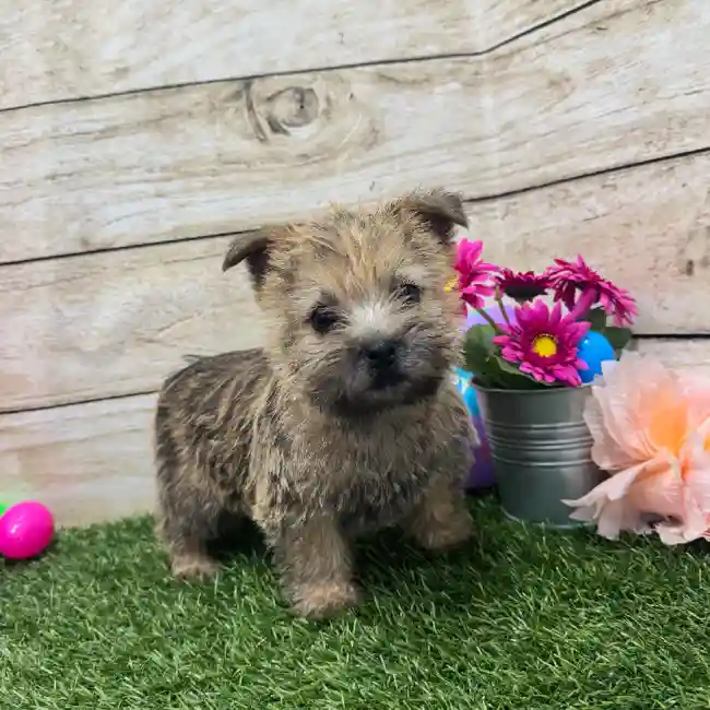 Female Cairn Terrier Puppy for Sale in Braintree, MA