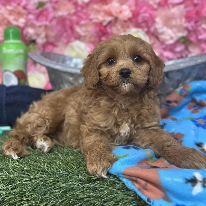 Male Cavapoo Puppy for Sale in Saugus, MA